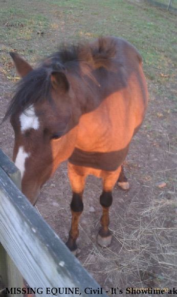 MISSING EQUINE, Civil - It`s Showtime aka "Snickers", REWARD  Near Chester, NY, 10994